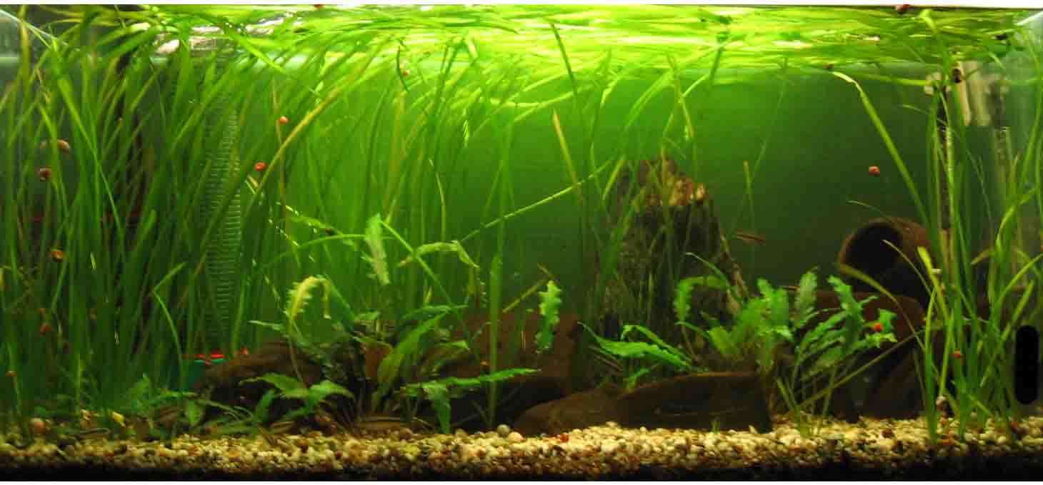 &copy; Zierfischfreunde Immenhausen-Holzhausen Aufgenommen am 21.6.2006